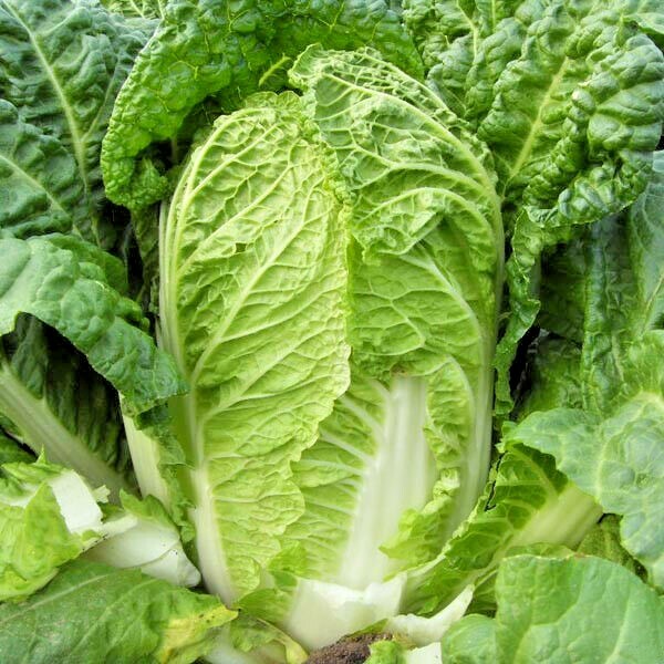 601+MICHIHILI Cabbage Seeds Organic Asian Spring Fall Vegetable Garden Container