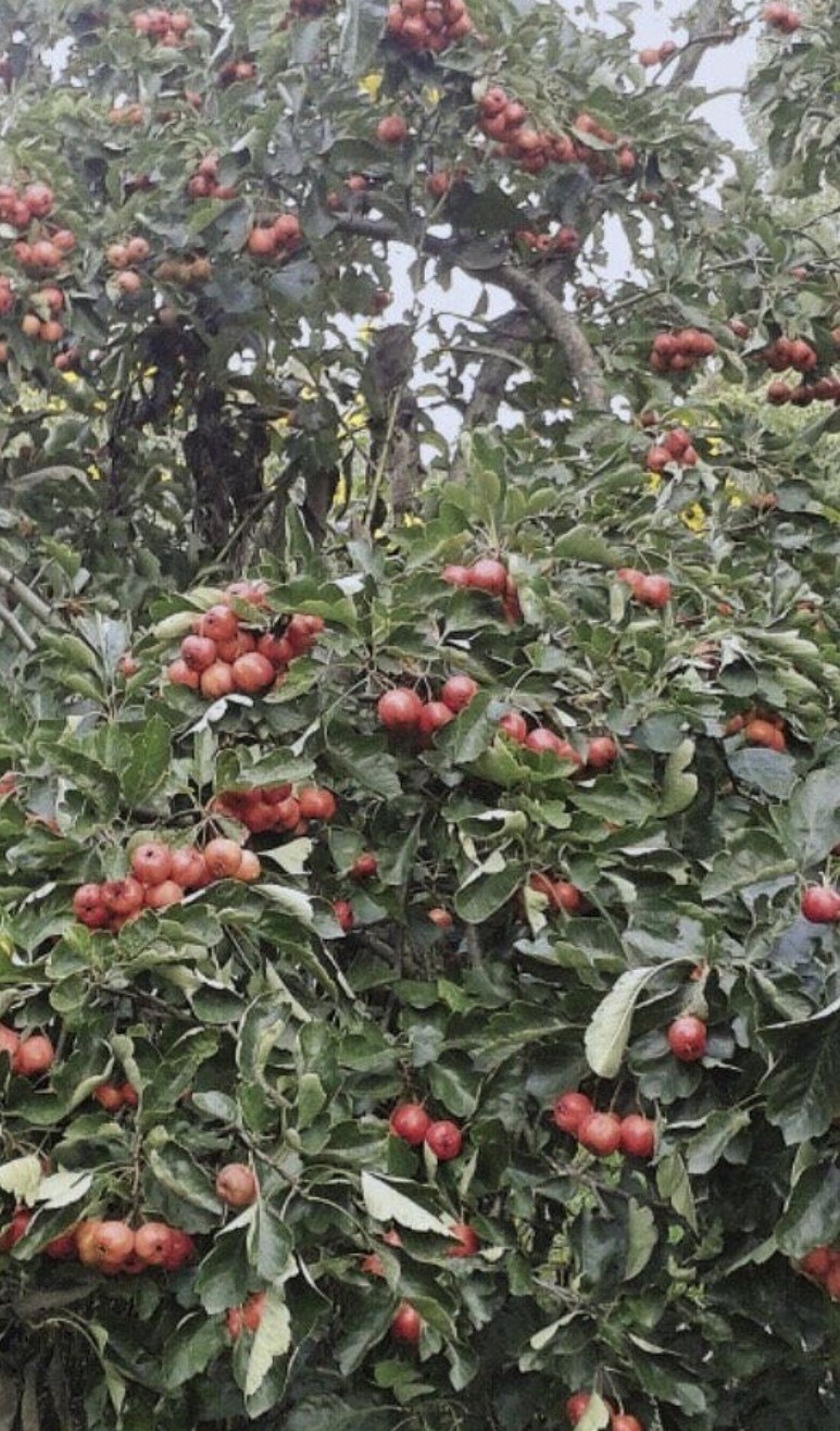 Grafted Chinese Red Hawthorn Tree (Crataegus pinnatifida) |