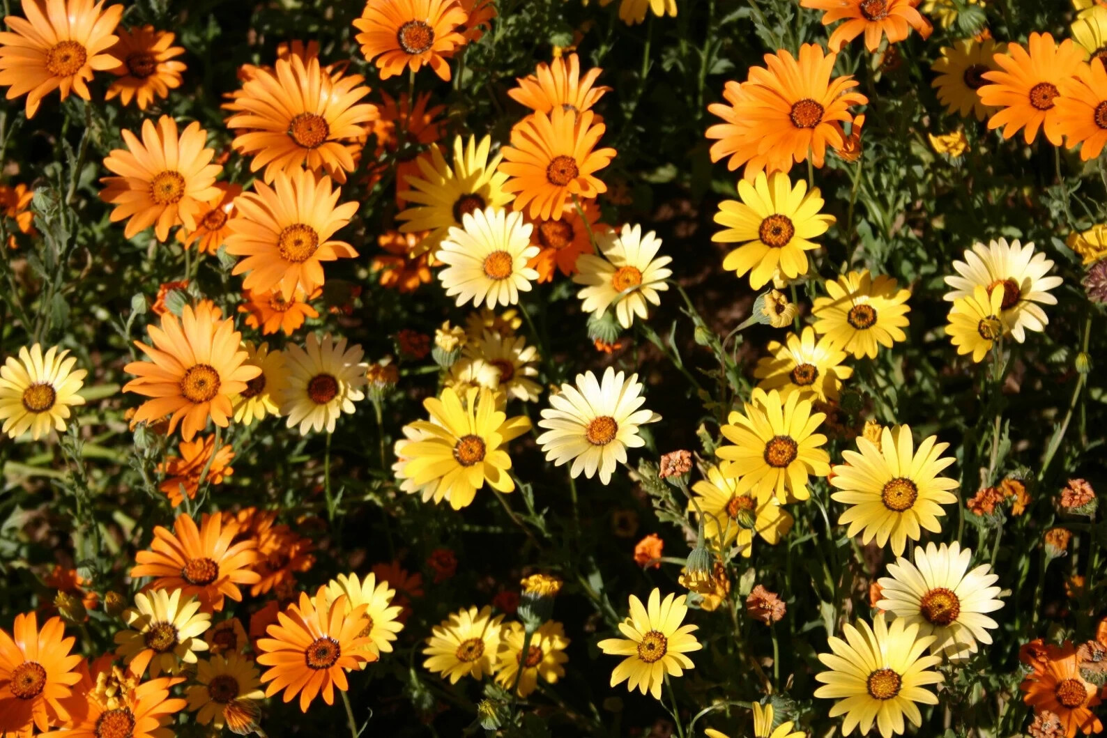 African Mix Daisy Flower Seeds 50pcs/pack Cape Marigold Yellow Orange Sunflower