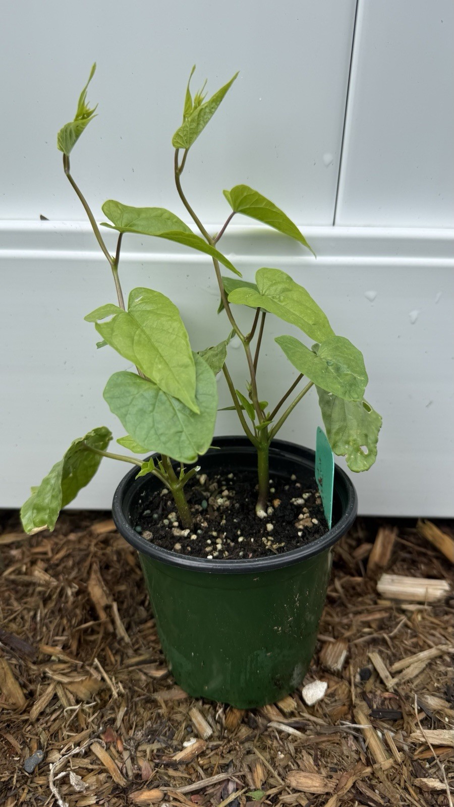 Moon Flower Live Plants