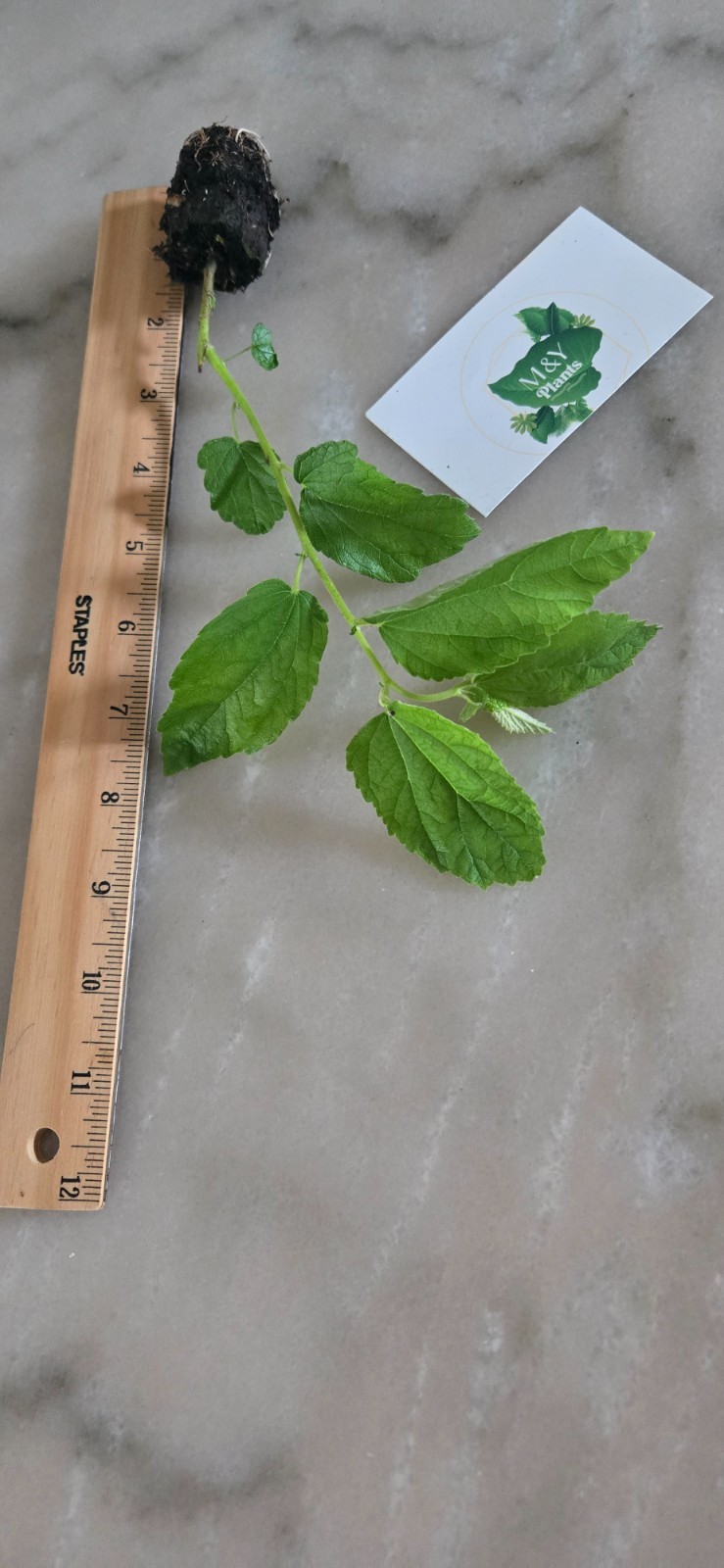 Jamaican Cherry Tree Live Plant – Muntingia Calabura – Fast Growing Sweet Fruit