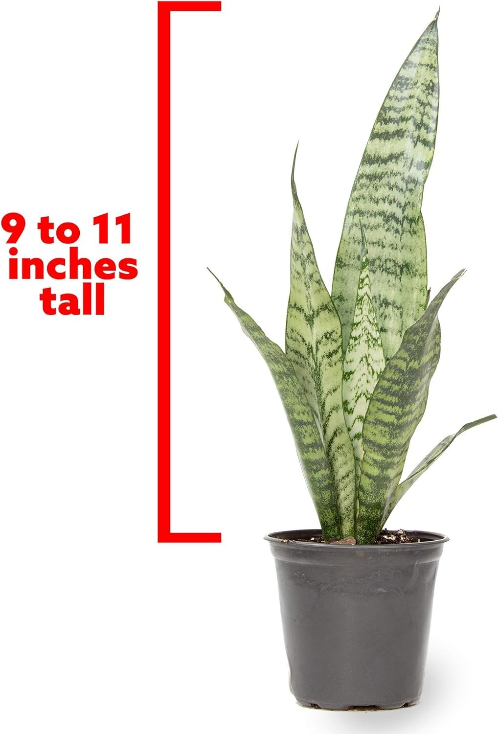 Live Snake Plant Sansevieria Zeylanica in 4-Inch Pot, Drought Tolerant, Indoor
