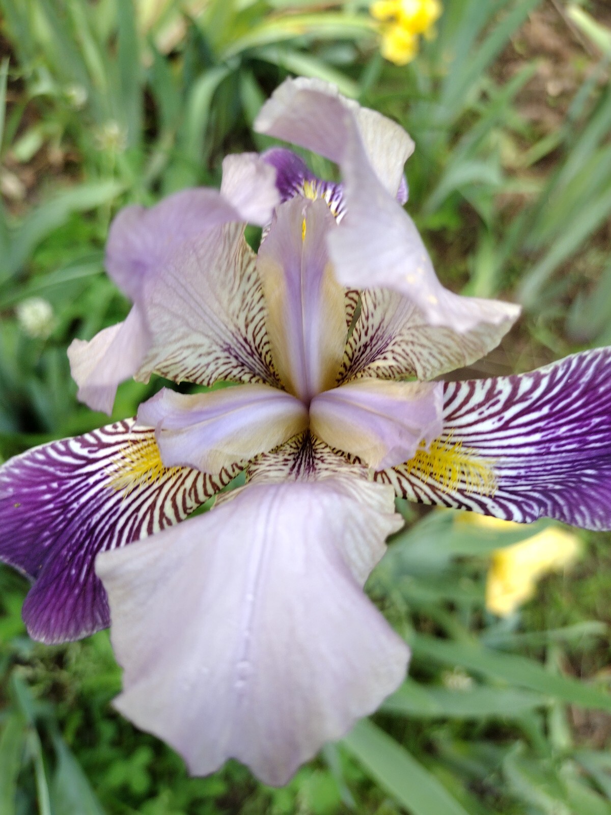 7x MIXED VARIETIES/COLORS IRIS BULBS RHIZOMES Fresh
