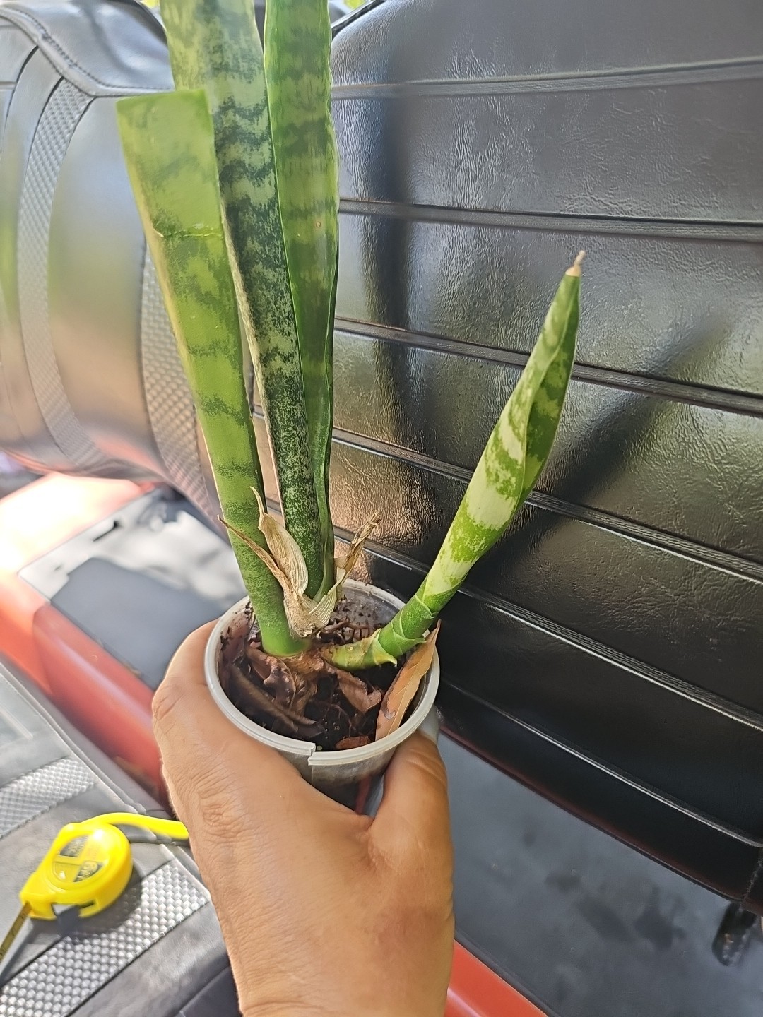Sansevieria Zeylanica Succulent Mother in Law Plant Bare Root 18″