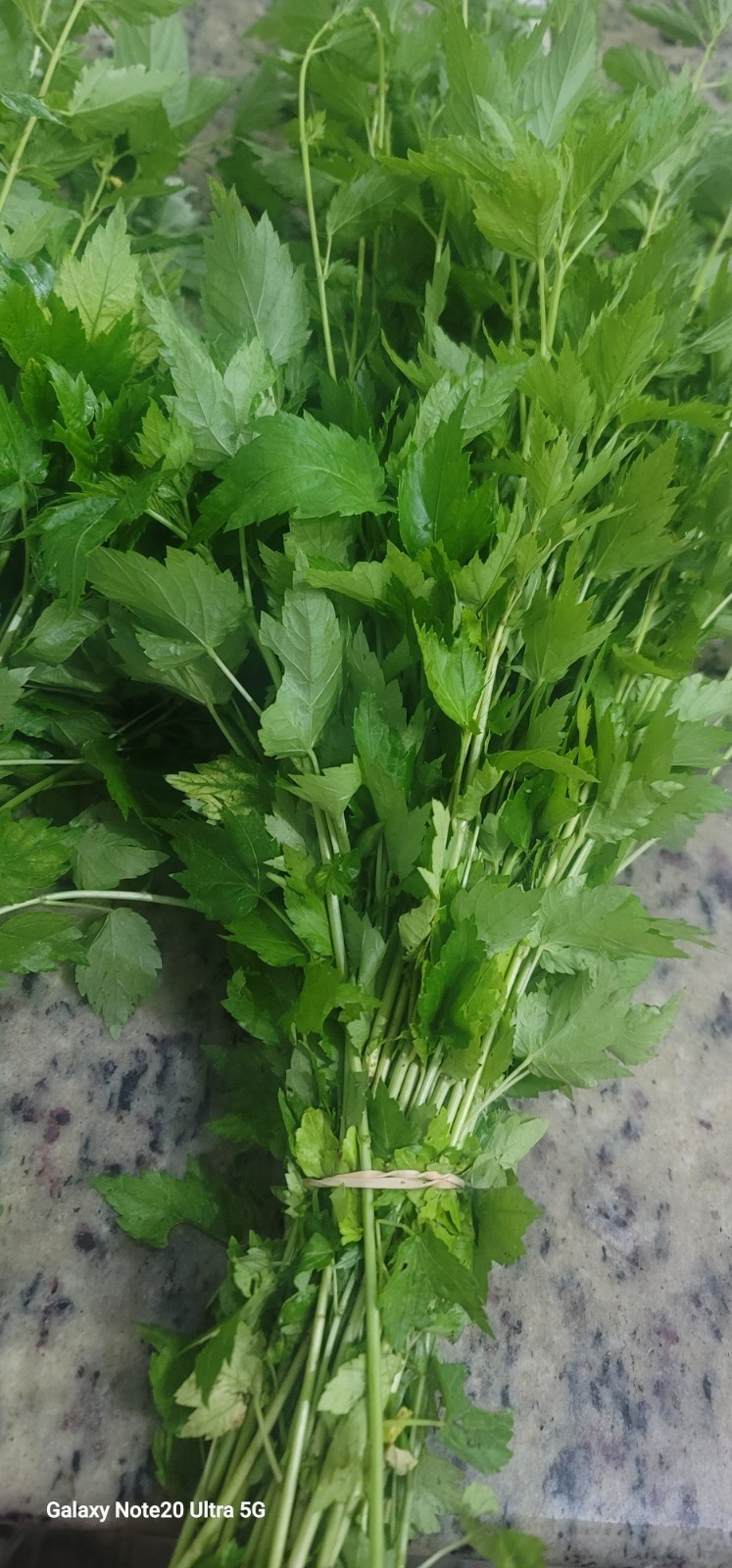 Fresh Ewedu (Jute Leaves) — Hand‑Picked & Box Jute Leaves (Corchorus)