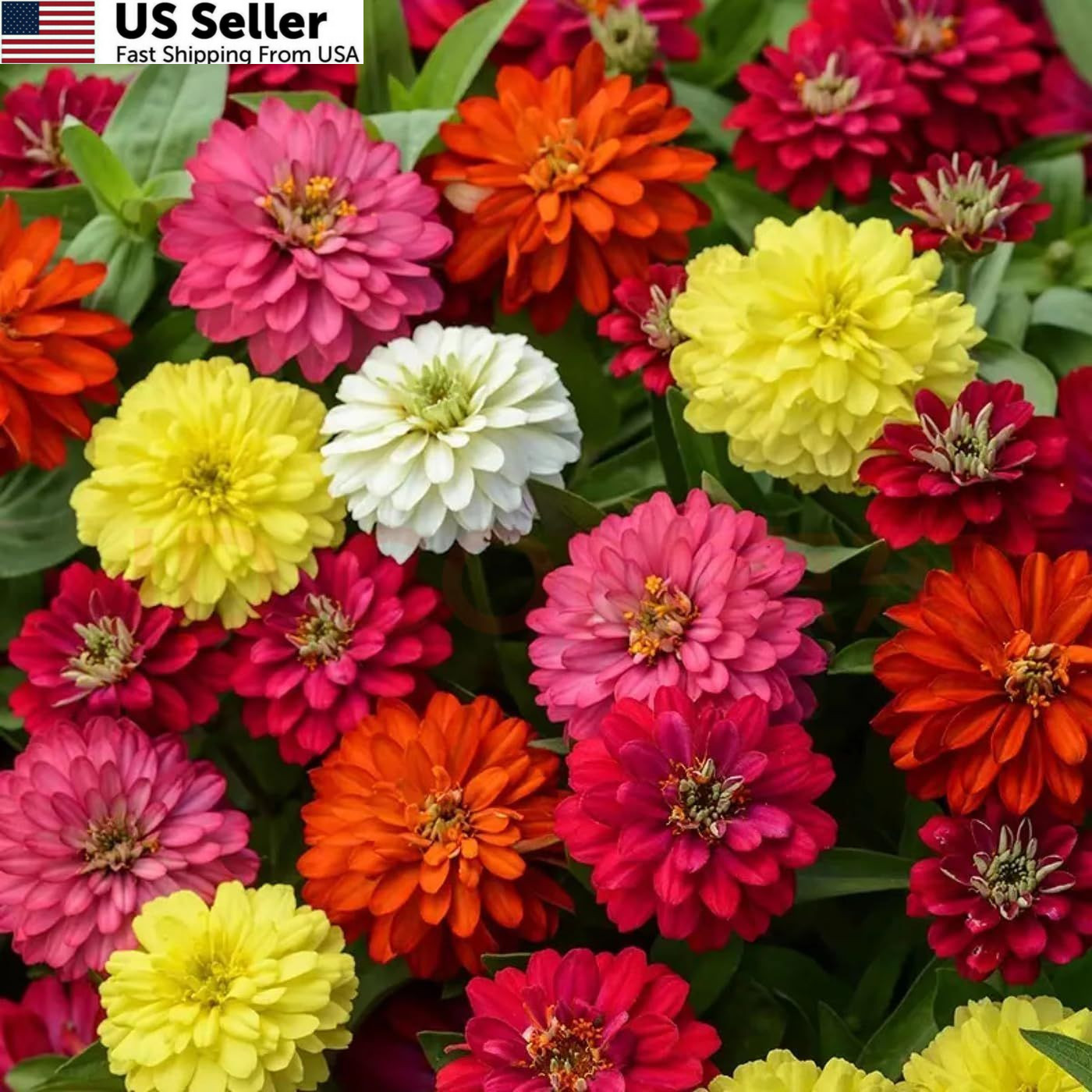 1200+ Crazy Blend Zinnia Seeds for Planting, Heat & Drought Mixed Color