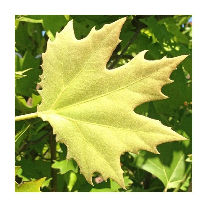 30 MORTON CIRCLE LONDON PLANETREE SEEEDS – Platanus × acerifolia