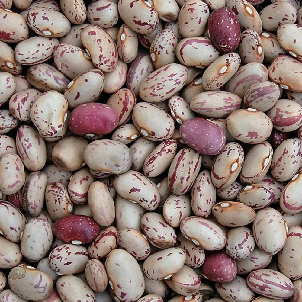 Bean Taylor’s Dwarf Horticultural Bean Seeds ,”COOL BEANS N SPROUTS” Brand. Home