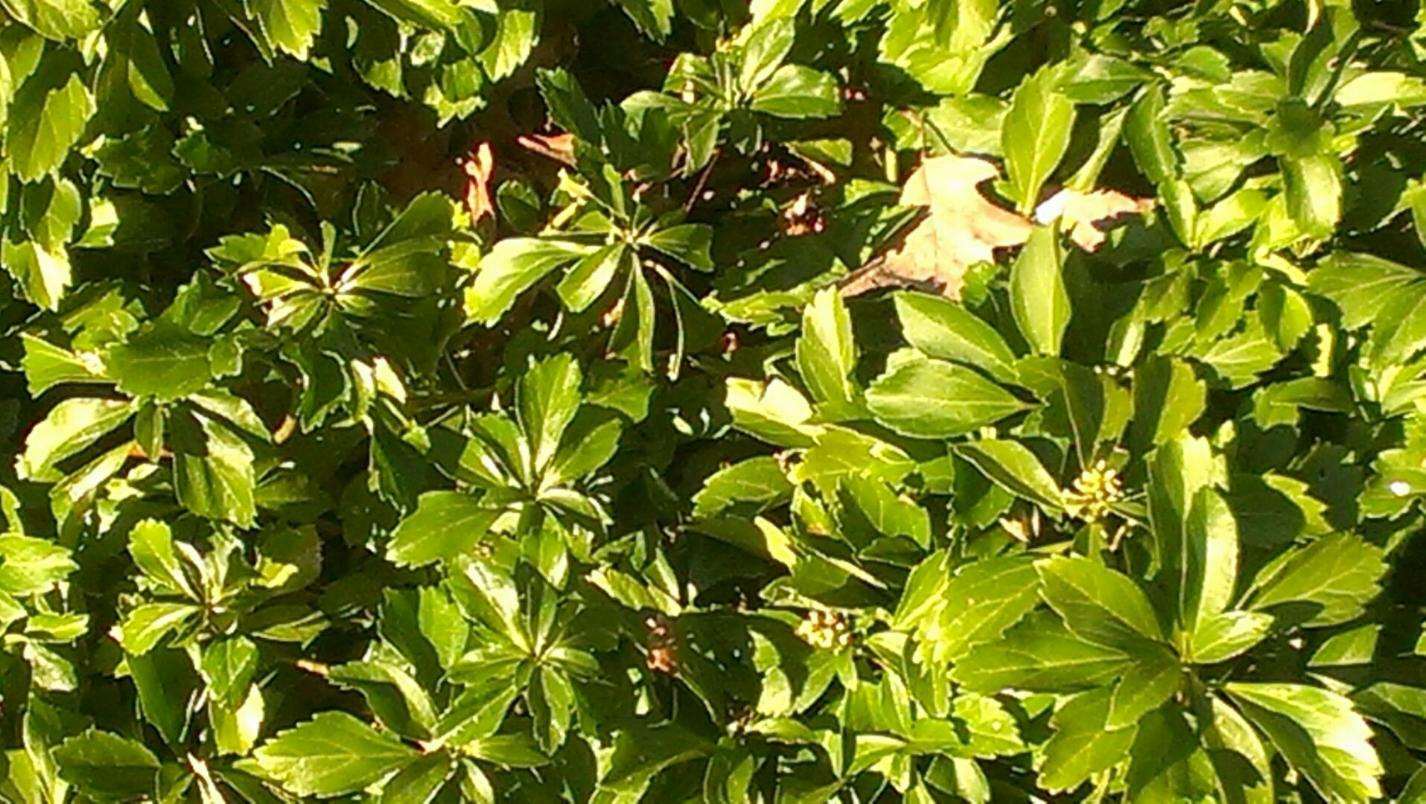 10 Pachysandra procumbens ~Native ground cover~Winter Hardy~Rooted Cuttings