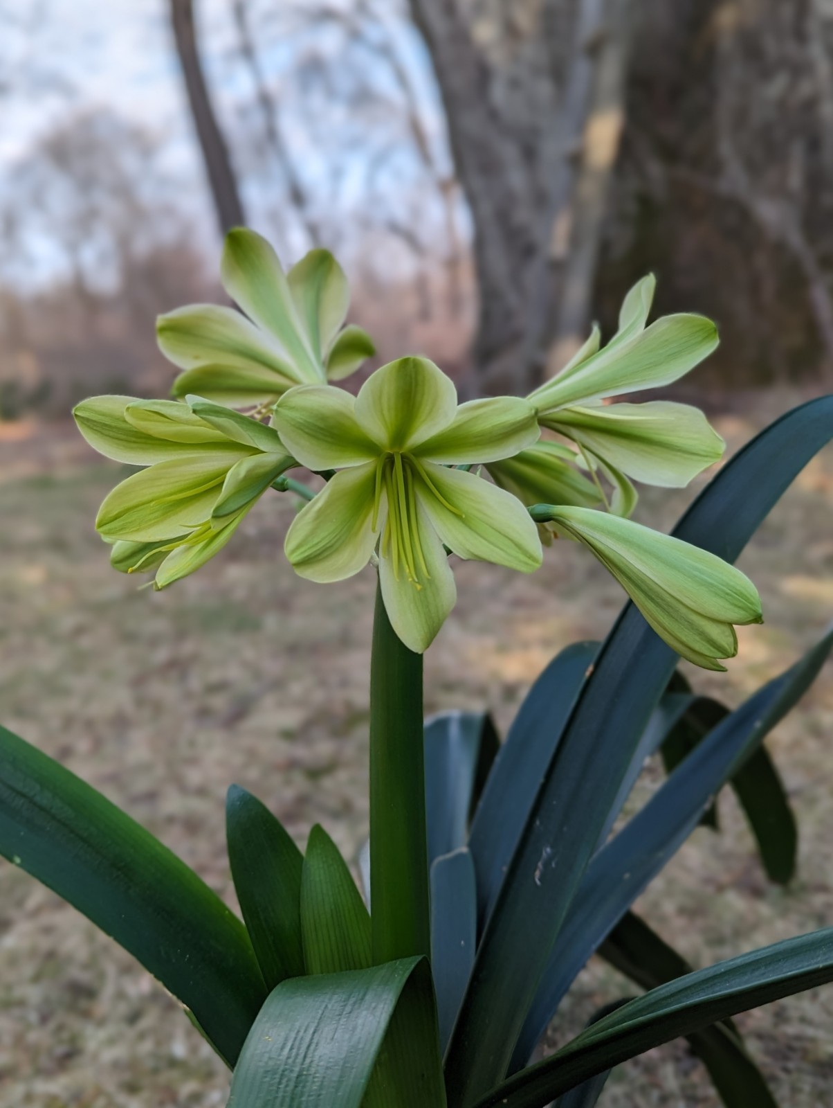 One Clivia Miniata Seedling plant, Hirao Green Cross, Green Flowers Expected