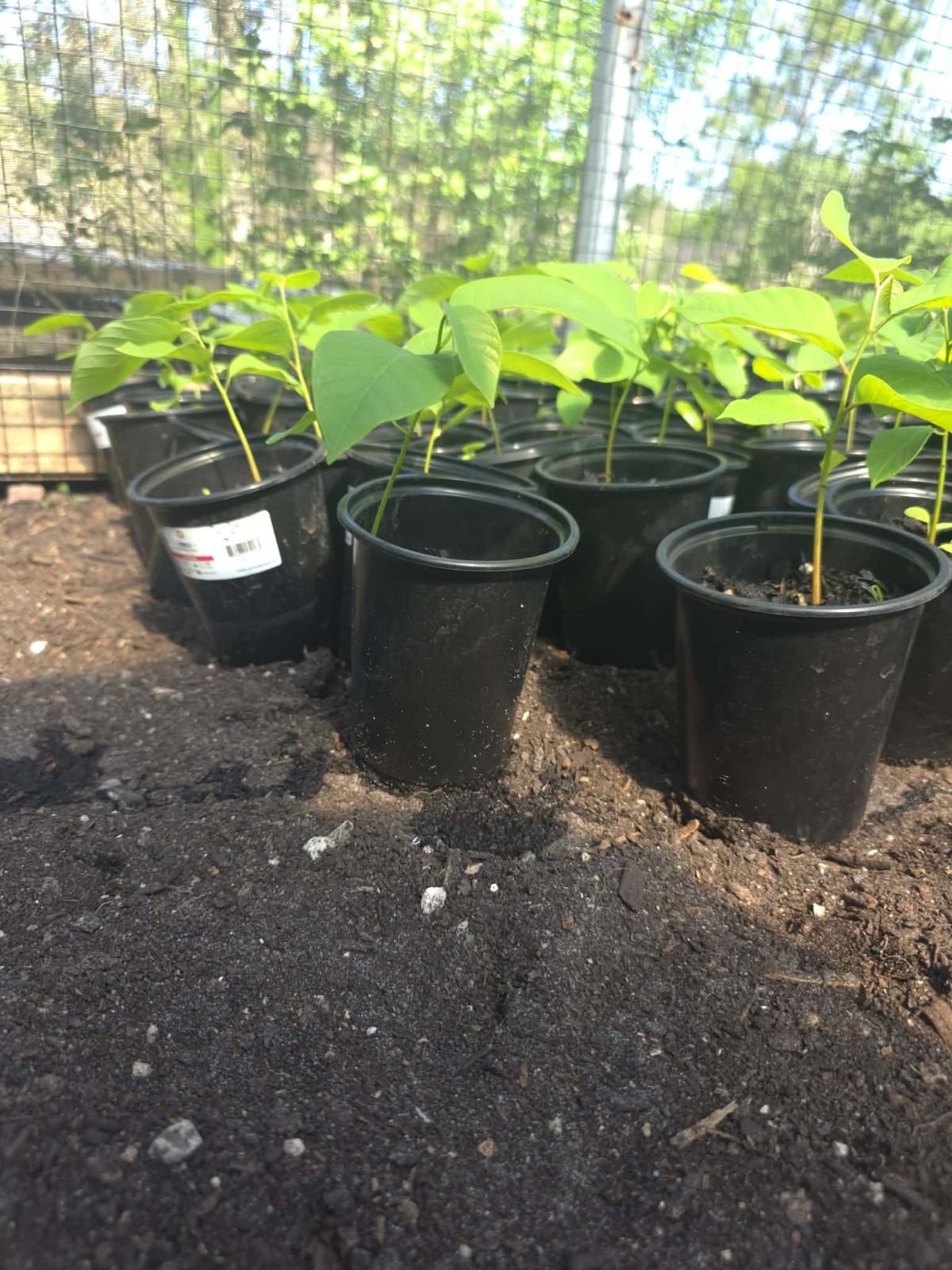 Costa Rica Sugar Apple Seedling 6-10″ Rare Seed Grown Tropical Fruit Tree