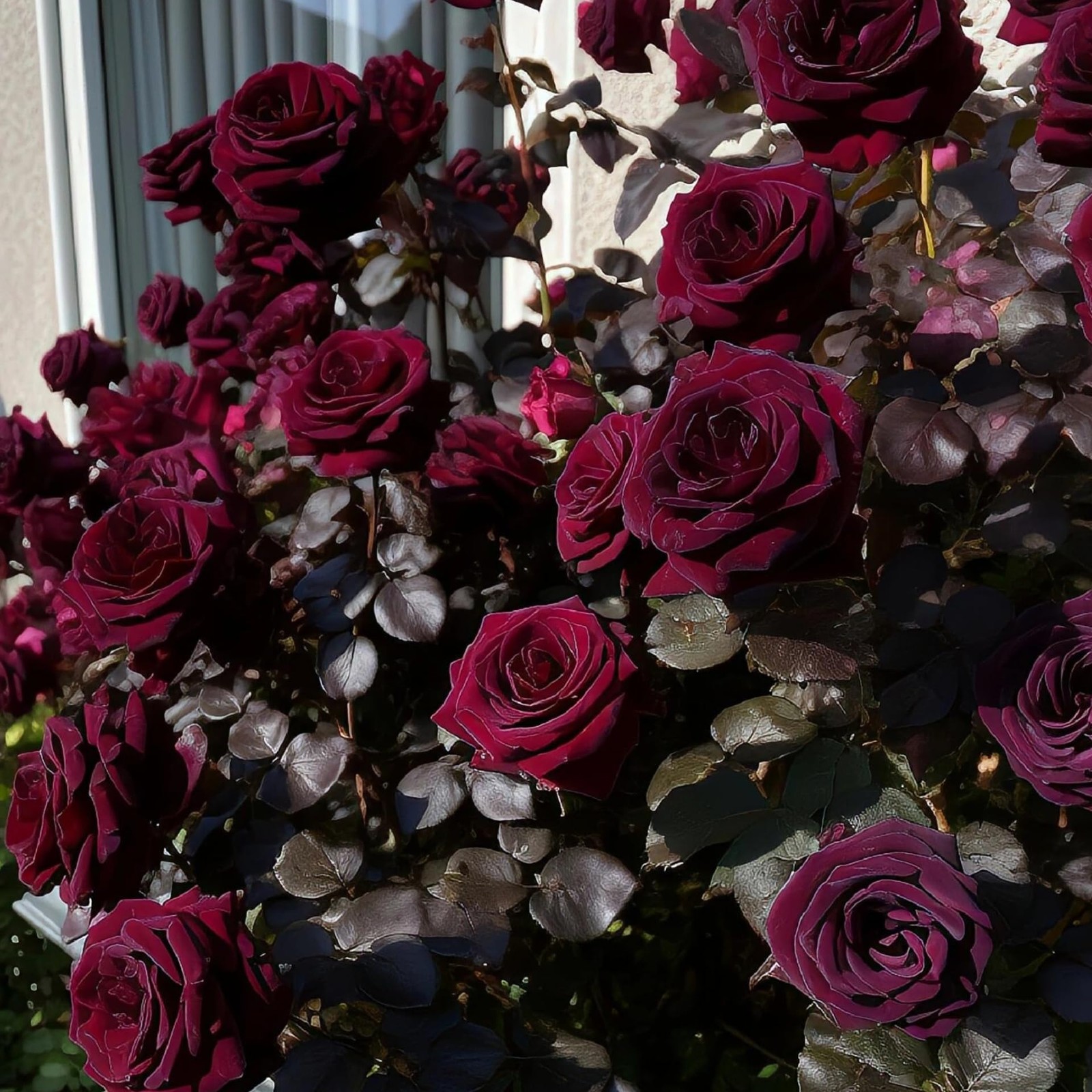 Carpet Creeping 301 Climbing Rose Bush Seeds For Planting Outdoors-Fragrant