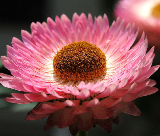 STRAWFLOWER MIXED COLORS Helichrysum Monstrosum – 1,000 Bulk Seeds