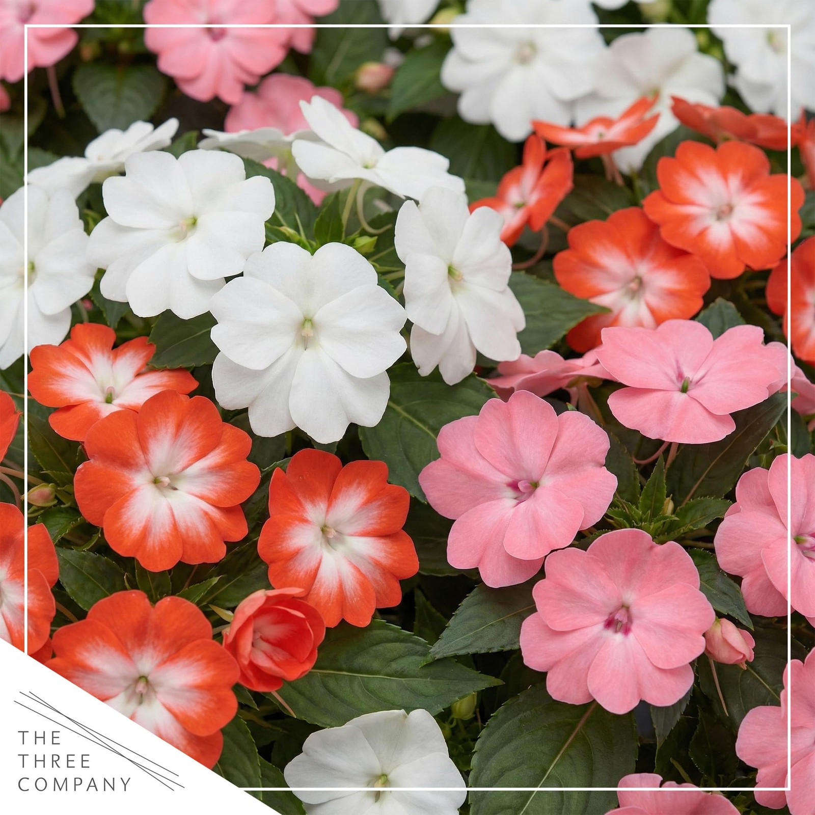 Live Flowering New Guinea Impatiens Grower’s Choice Assorted Colors 3 Plants…