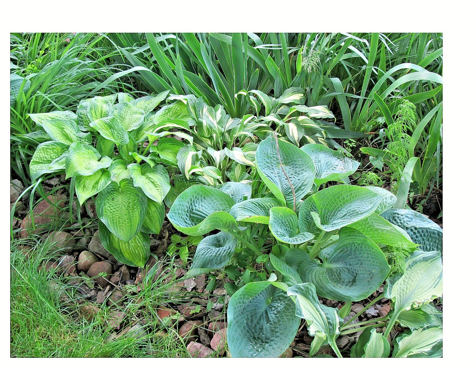 GIANT HOSTA : “PARADIGM” –HUGE, GORGEOUS, FAST-GROWING, AND A BIG PLANT NOW!