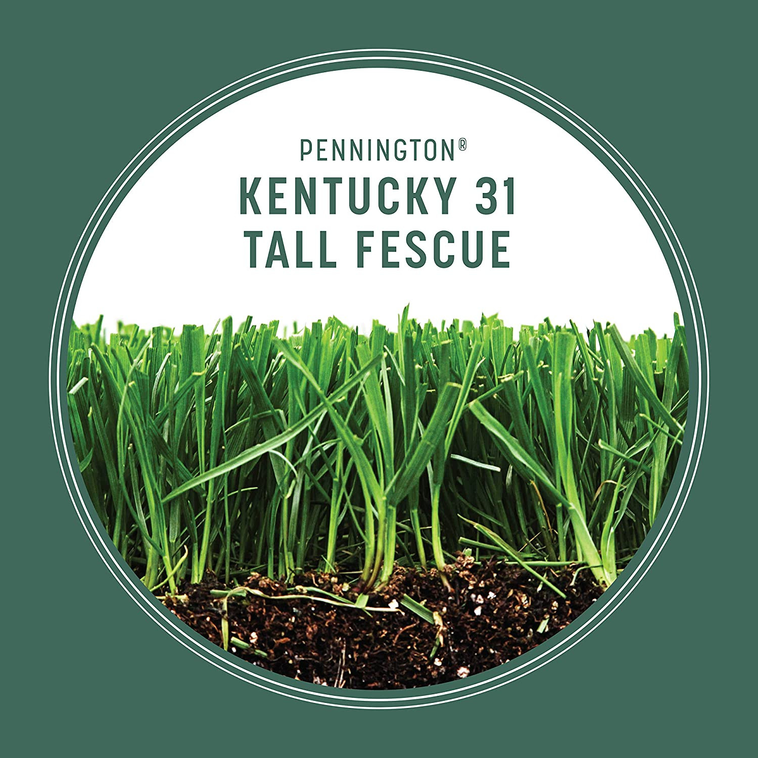Kentucky 31 Tall Fescue Penkoted Grass Seed 3 Lb