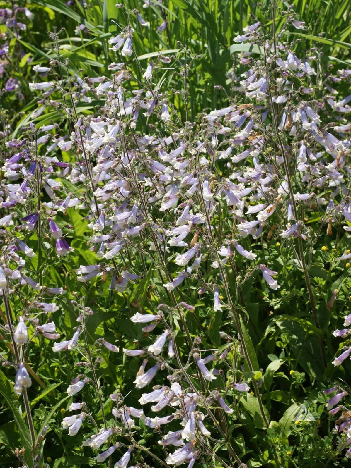Penstemon HAIRY BEARDTONGUE Perennial PURPLE USA Hummingbirds Non-GMO 1000 Seeds