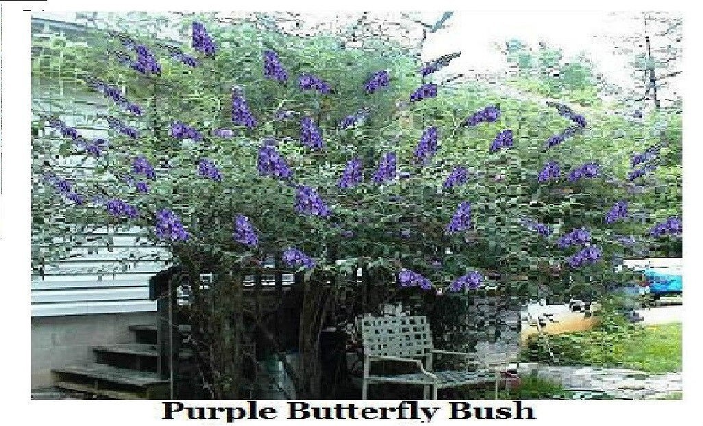 500 + Seeds of Purple Butterfly Budhelia Bush Perennial USA Seller