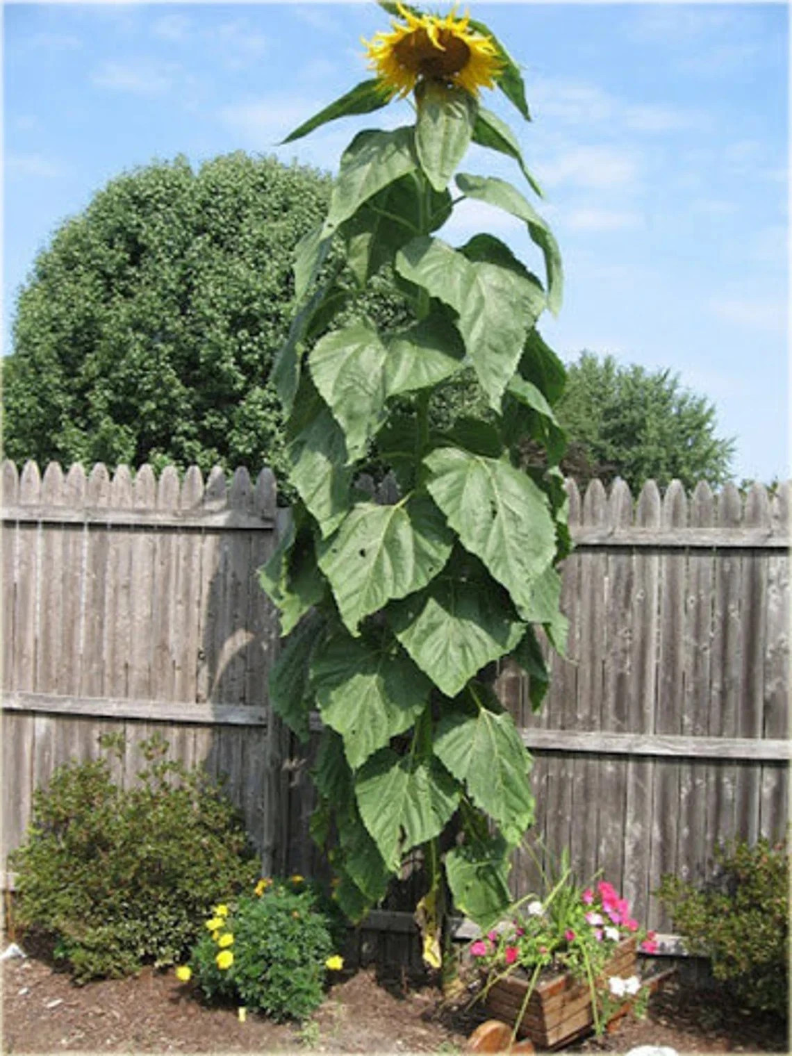 AMERICAN GIANT SUNFLOWER Seed, A skyscraper for gardens. 8′-17′, flower 10″-12″