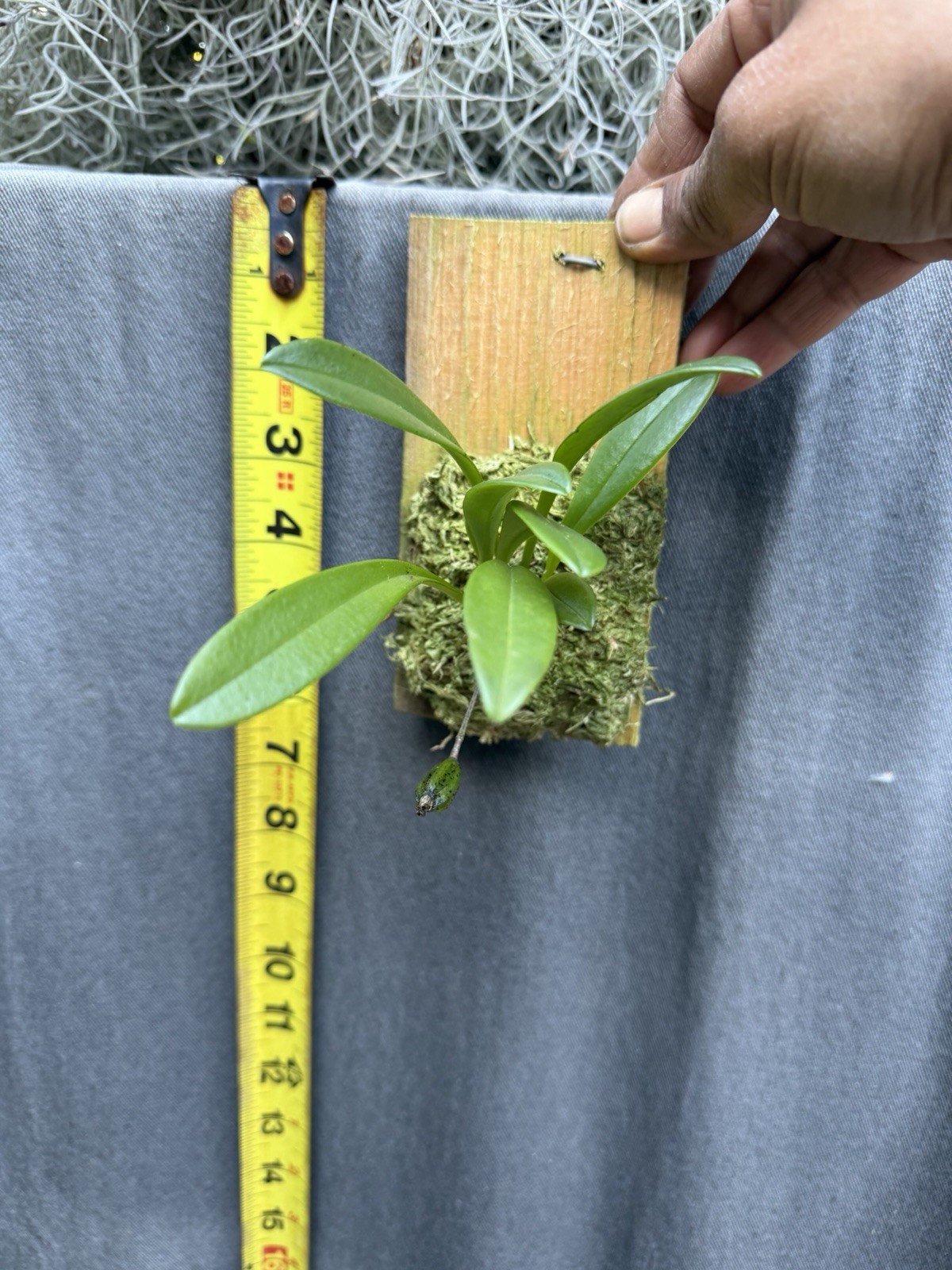 Masdevallia floribunda – Beautiful species from Mexico