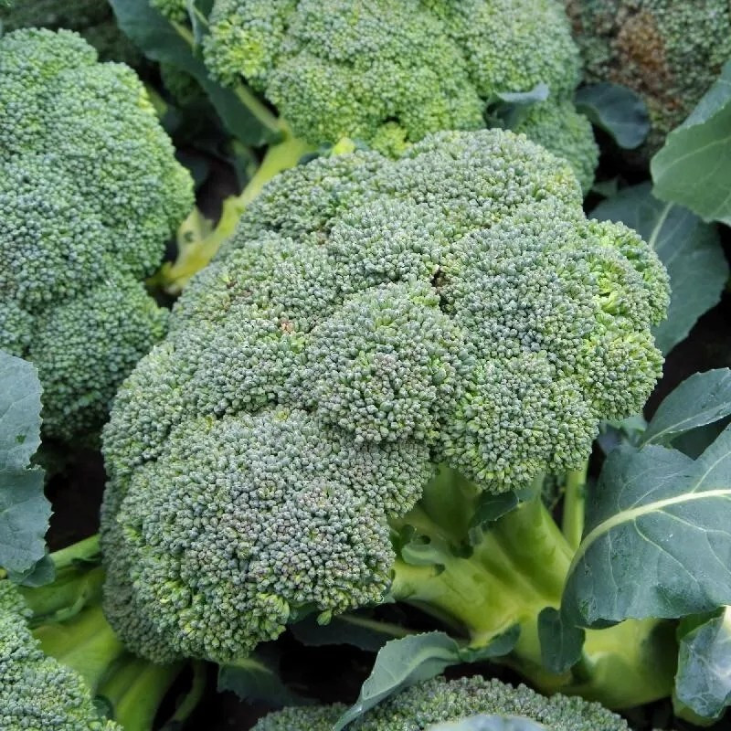 100+ BROCCOLI SEEDS – WALTHAM 29 — HEIRLOOM – ORGANIC – NON GMO —– FRESH