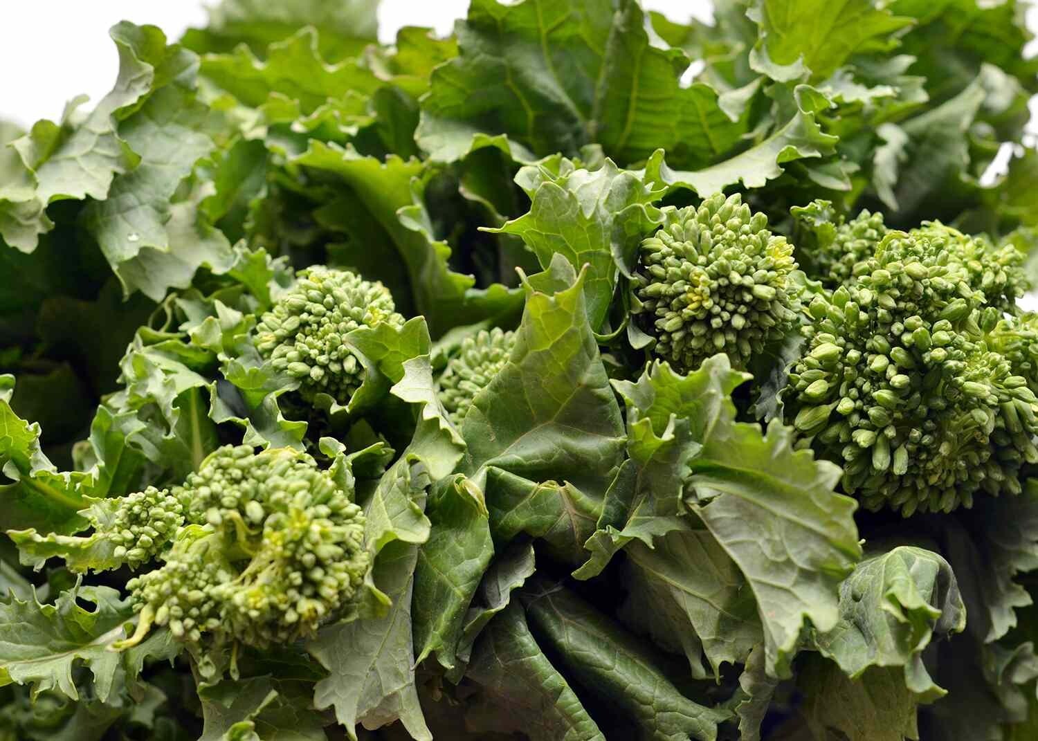 300 Early Fall Rapini Broccoli Seeds – Non-GMO Heirloom Broccoli Seeds