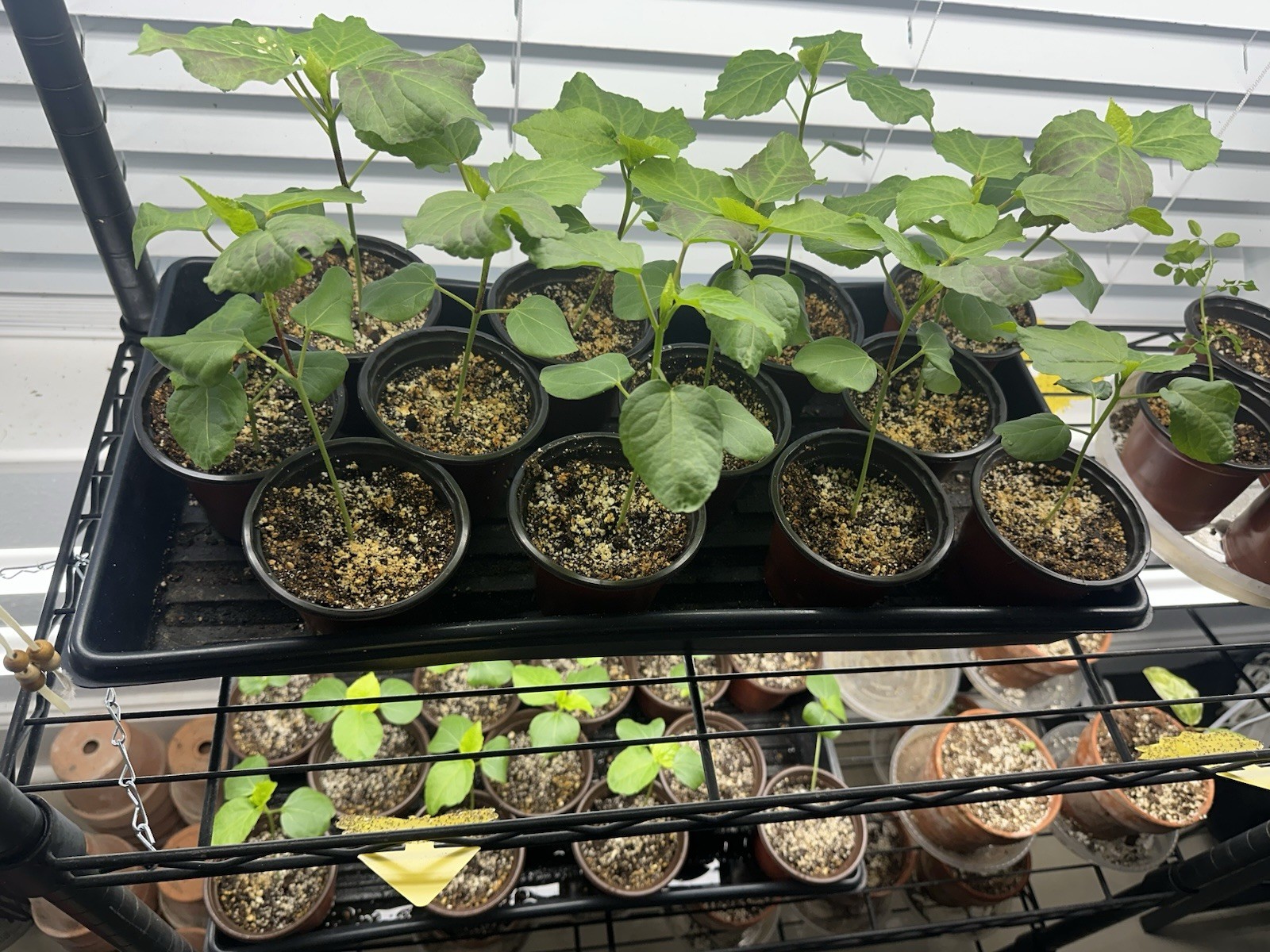 Roselle,Red Sorrel,Jamaica Sorrel,Florida Cranberry, Hibiscus sabdariffa Plant