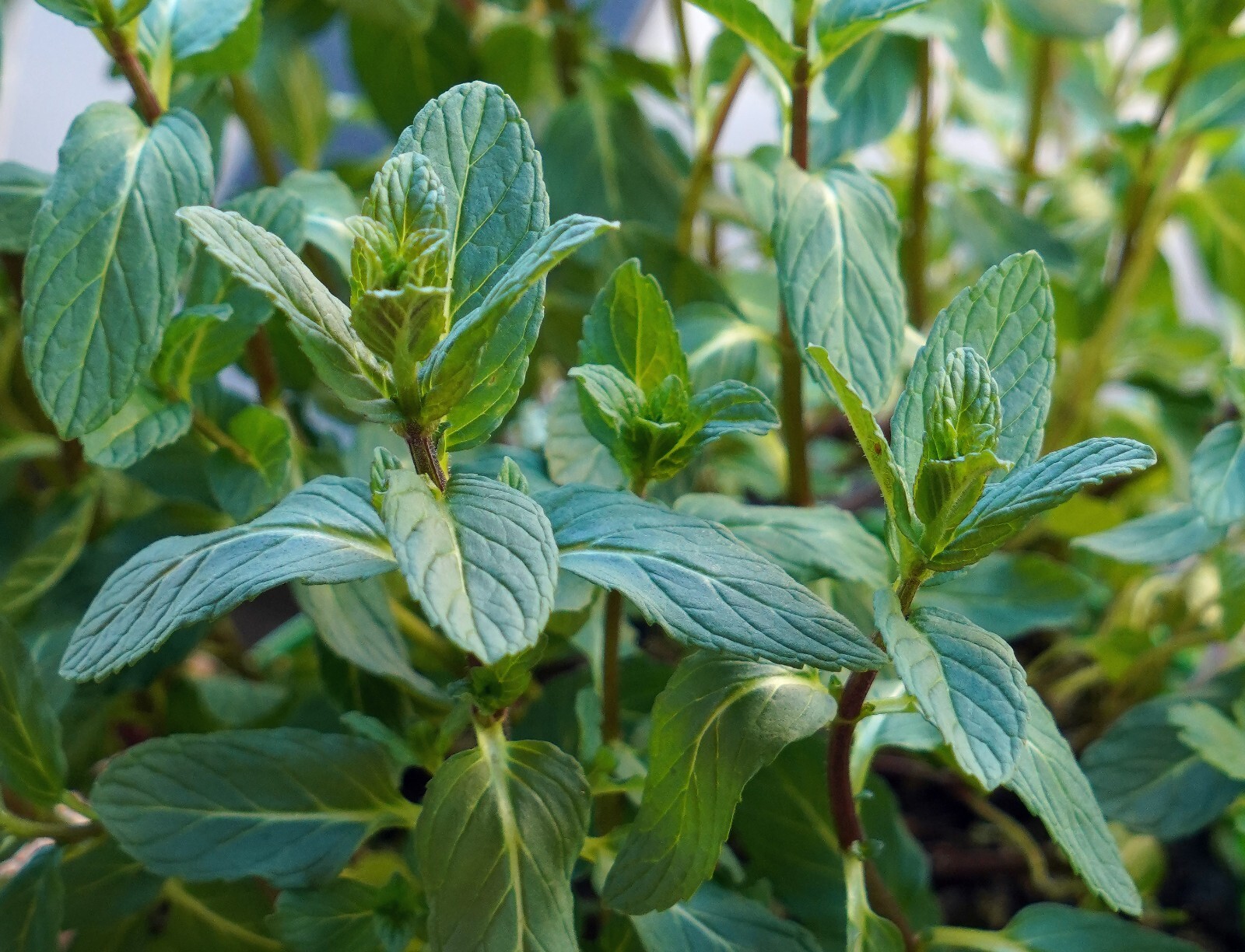 1000 Spearmint Seeds – Mentha spicata – Non-GMO Medicinal Herb and Tea