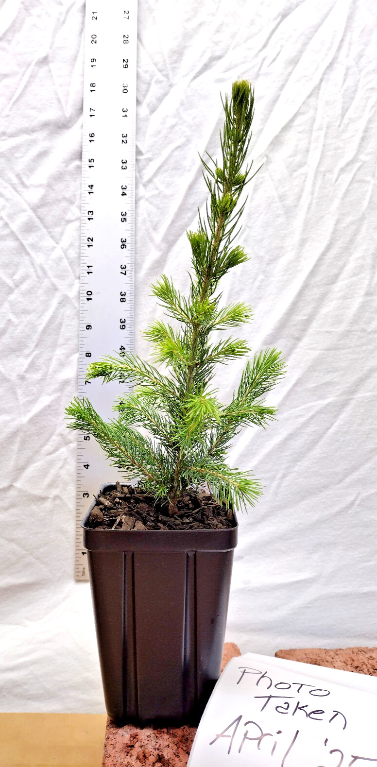 Black Hills Spruce 2 year old tree. Picea glanca var densata. mariana.