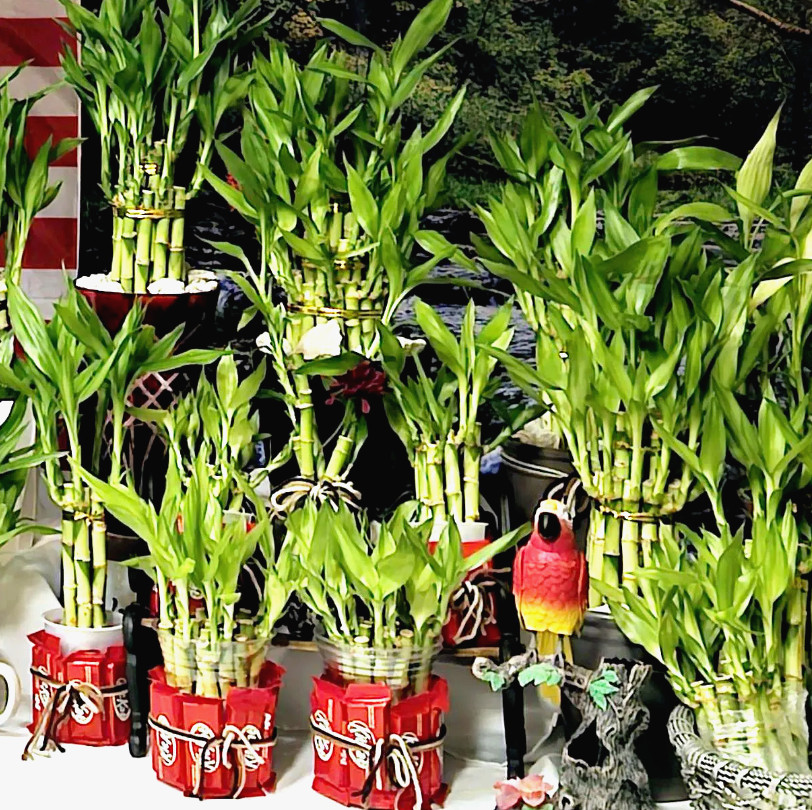 Bring Positive Energy! 7 Lucky Bamboo – 5×4″ and 2×6″, Holiday Gift, Indoor