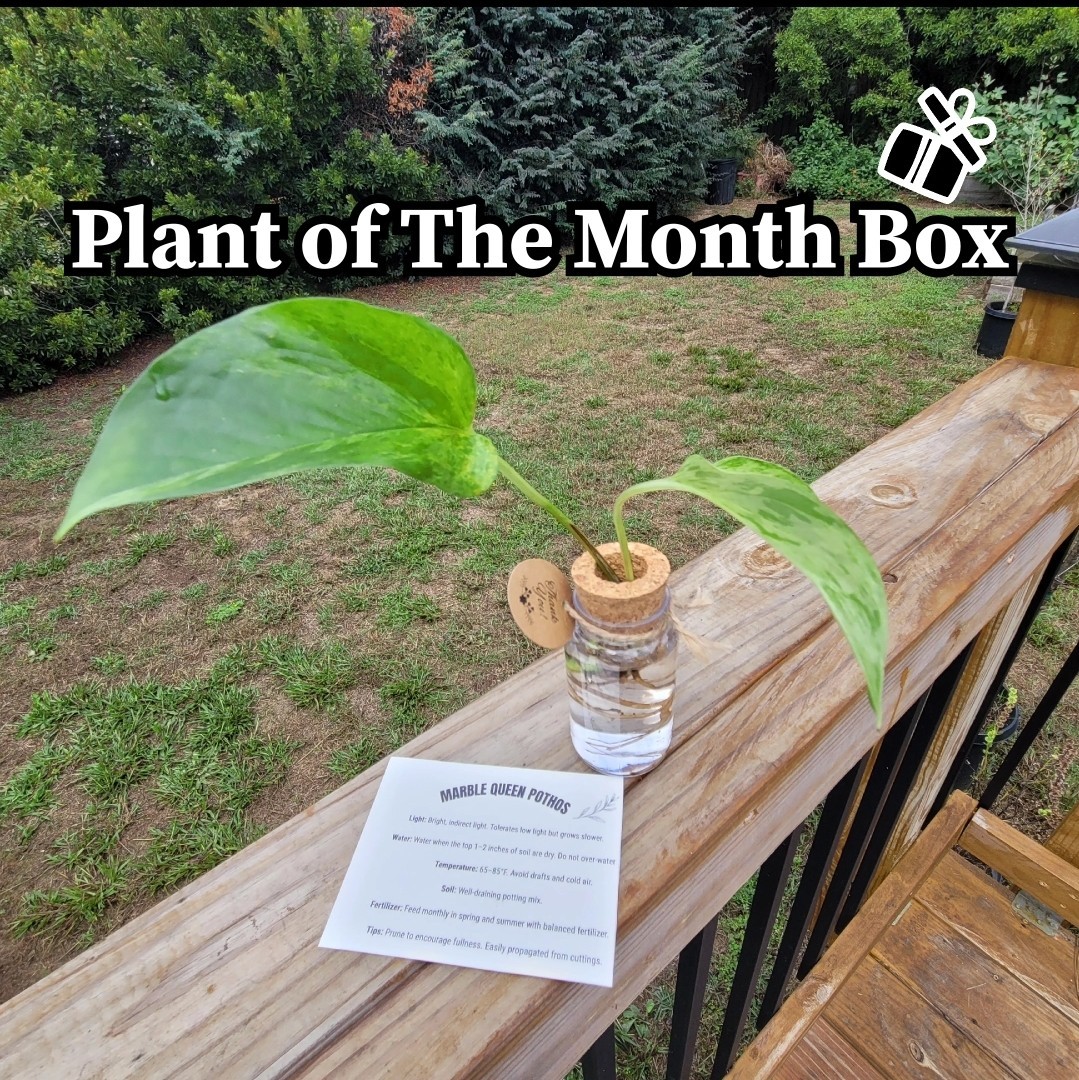 Plant of The Month Box | Rooted Plant Cutting Live Plants Cuttings | Houseplants
