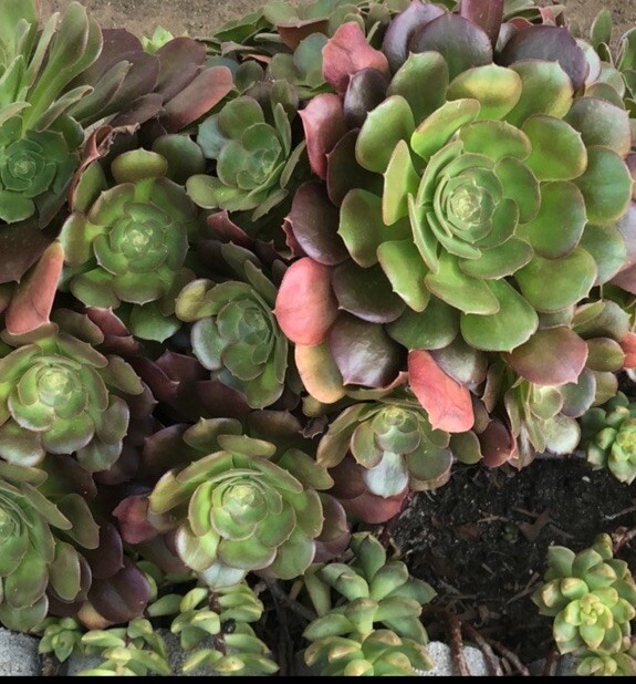 5 Fresh Stems 4-7” Tall Green /Red Aeonium Succulent Indoor Outdoor Hardy Plant
