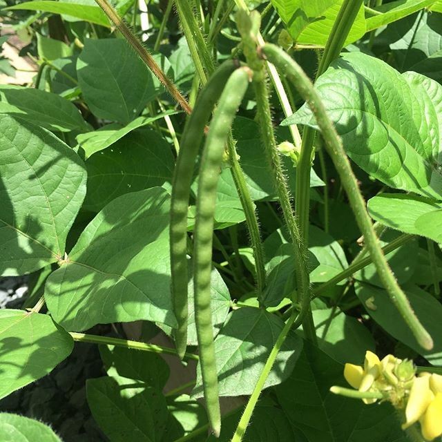Mung Bean Seeds | NON GMO Green Beans Vegetable Asian Adzuki Cowpea Seed 2024