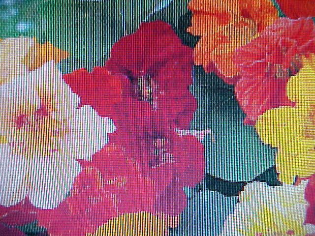 50 COUNT “NASTURTIUM” JEWEL MIX MULTI-STUNNING COLORS FLOWER SEEDS