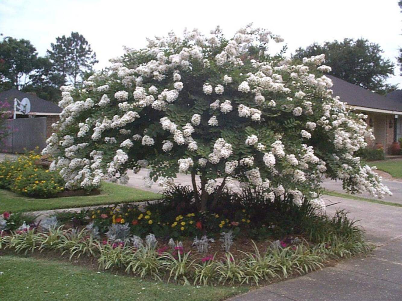 Acoma Crape Myrtle: Elegant, Crisp Snow-White Weeping Beauty for Your Landscape