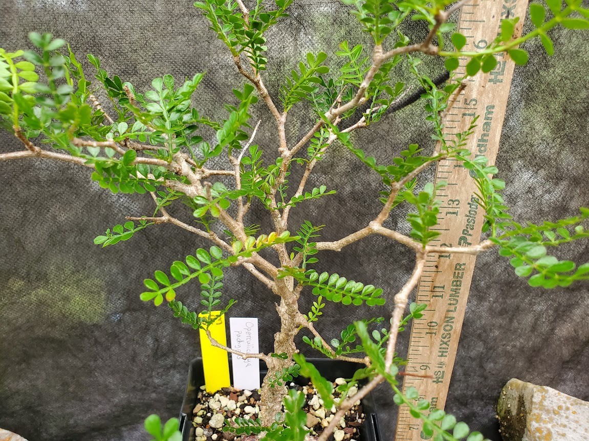 Operculicarya pachypus – Lot OP3 – 5.5 Yr Old – Warty, Gnarly, Knobby, Caudex