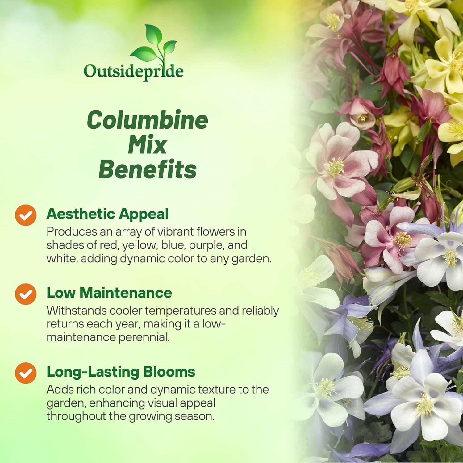 1000 Seeds Columbine Seed Mix For Planting – Aquilegia Caerulea Flower Seeds Mix