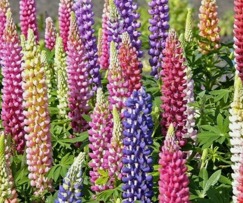 20+ RUSSELL LUPINE FLOWER SEEDS mixed colors PERENNIAL garden USA seller