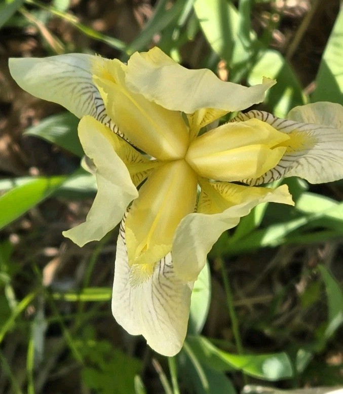 1 Early Light Yellow BEARDED IRIS Rhizome Rainbow Plant Spring Garden Flower Pot