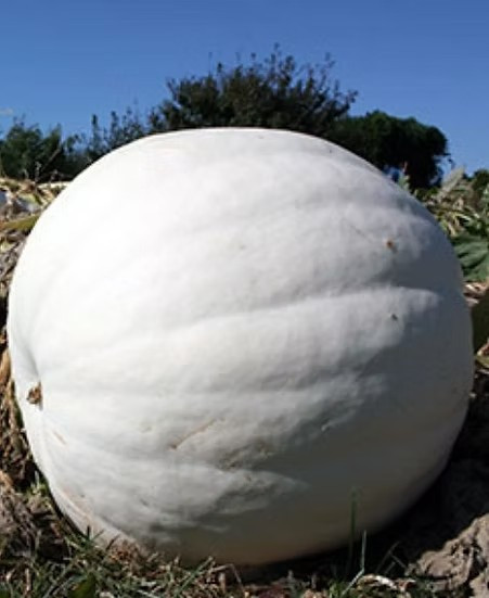 10 Polar Bear Pumpkin Seeds — LARGE — PURE WHITE — LONG LASTING ——- FRESH