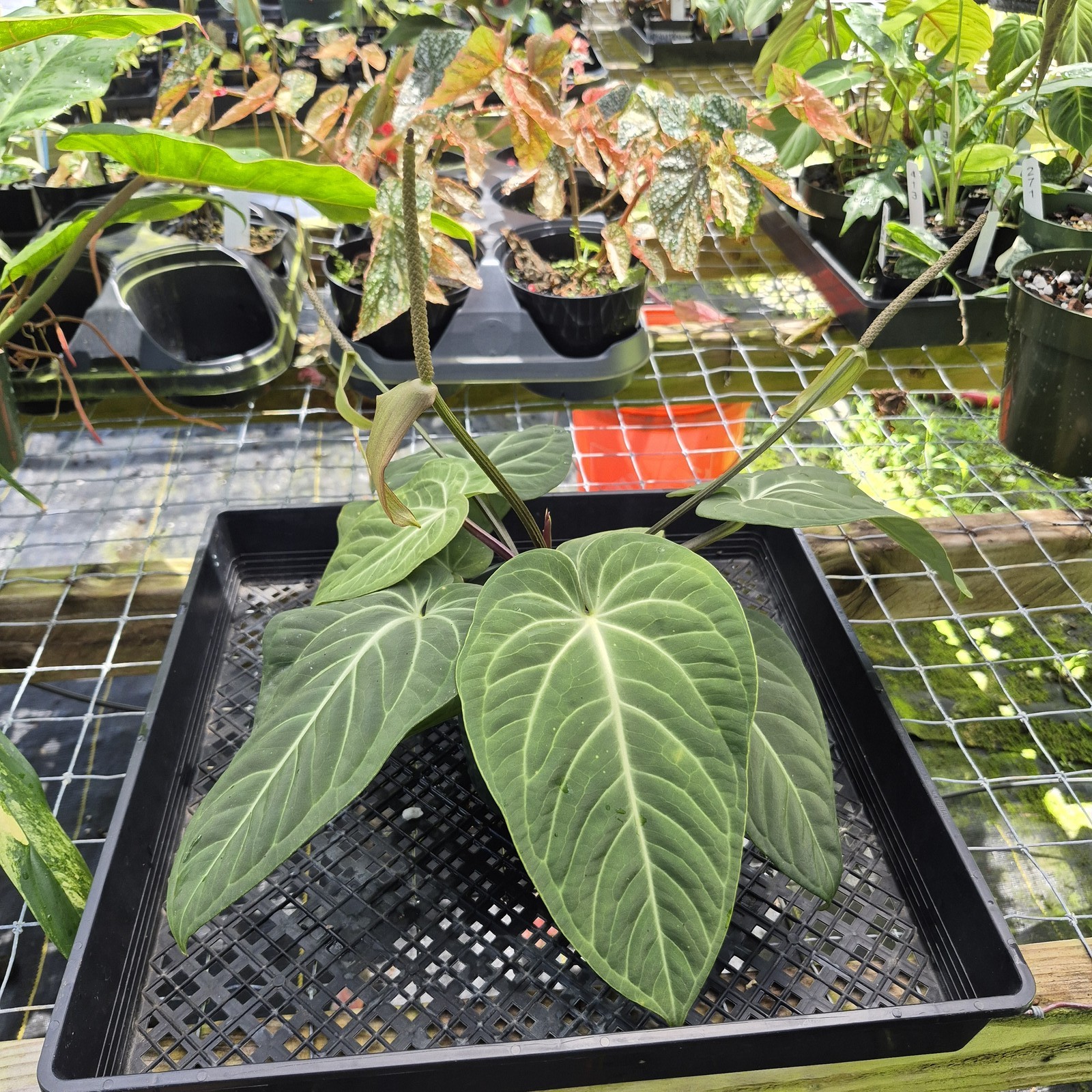 Anthurium Villenaorum, Exact Plant Ships Nationwide