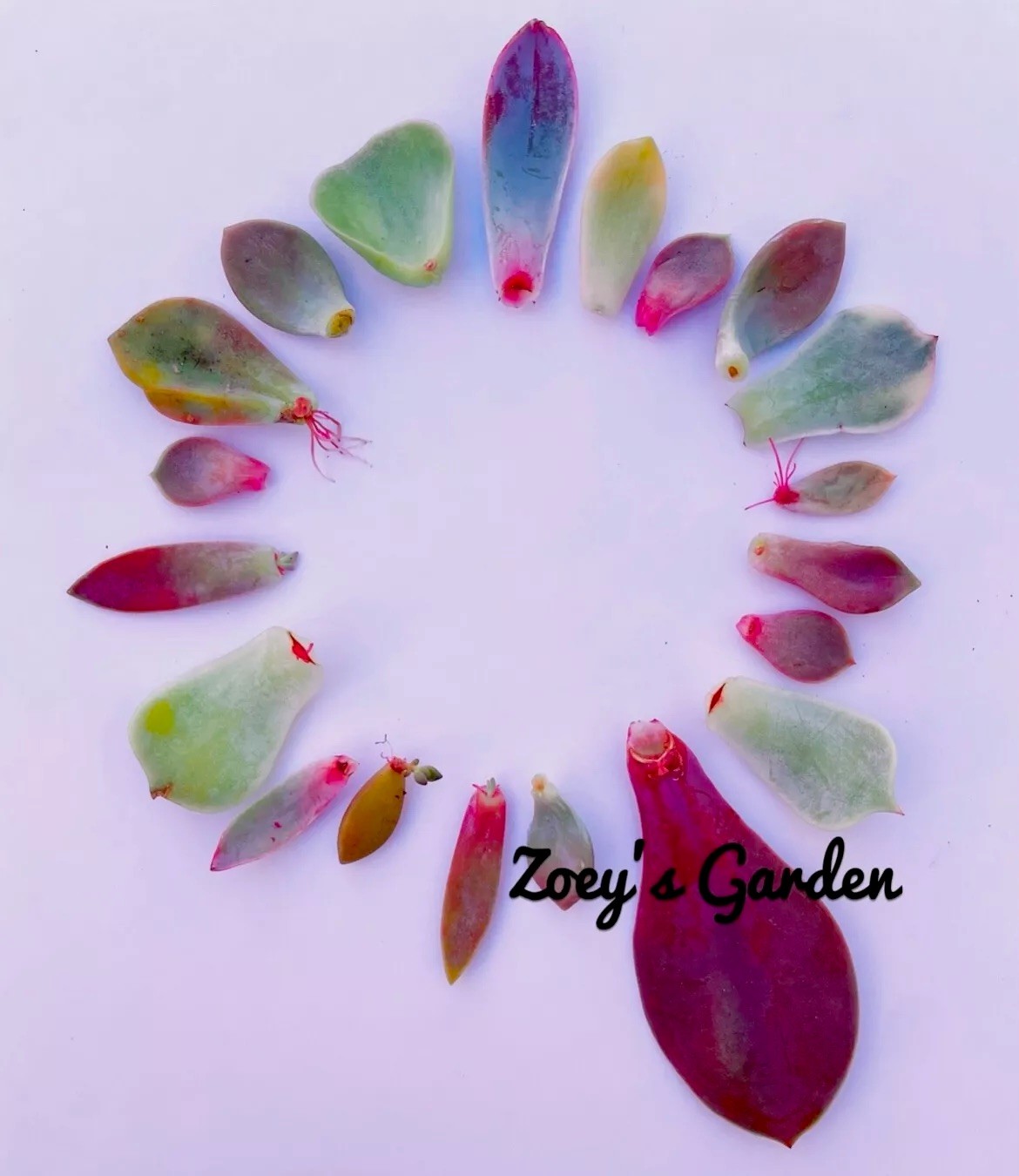 20 Succulent Plants Leaves for Propagation Assorted Variety Starter for Beginner