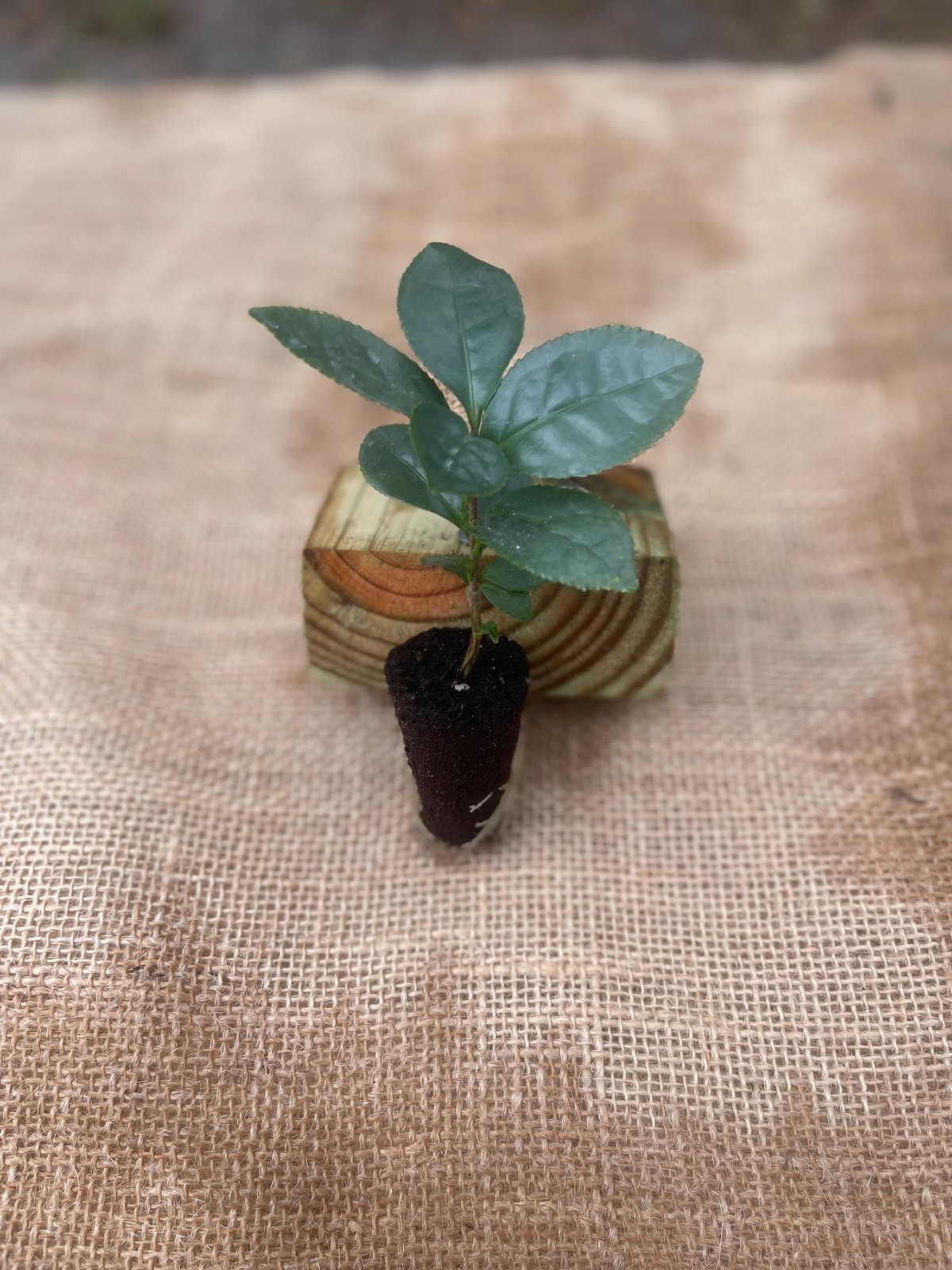 Camellia Sinensis Tea Plant Live Herbal Tea Garden Plant Gift Idea