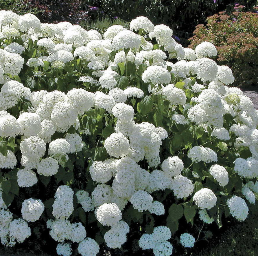 Old Fashion Snowball Viburnum Bush – 4-12″ Tall Live Plant In 4″ pot