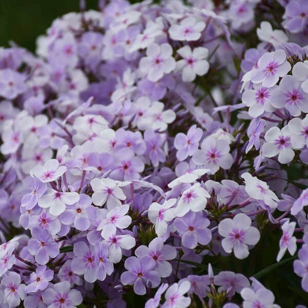 100+ Opening Act Pink-a-Dot Phlox Seeds for Garden – USA – FREE SHIPPING!