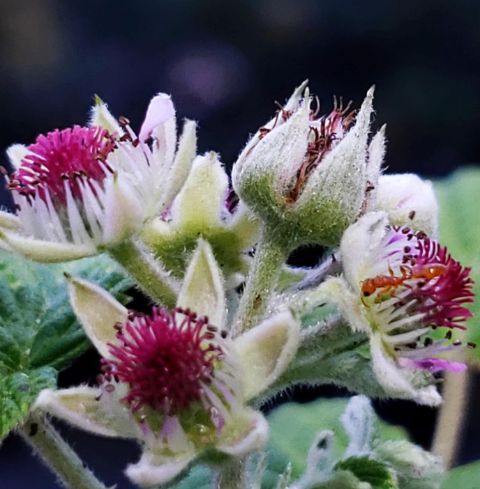 Live Raspberry Mysore Plant, 5–10″ Tall, Ships No Pot, Edible Berry Plant