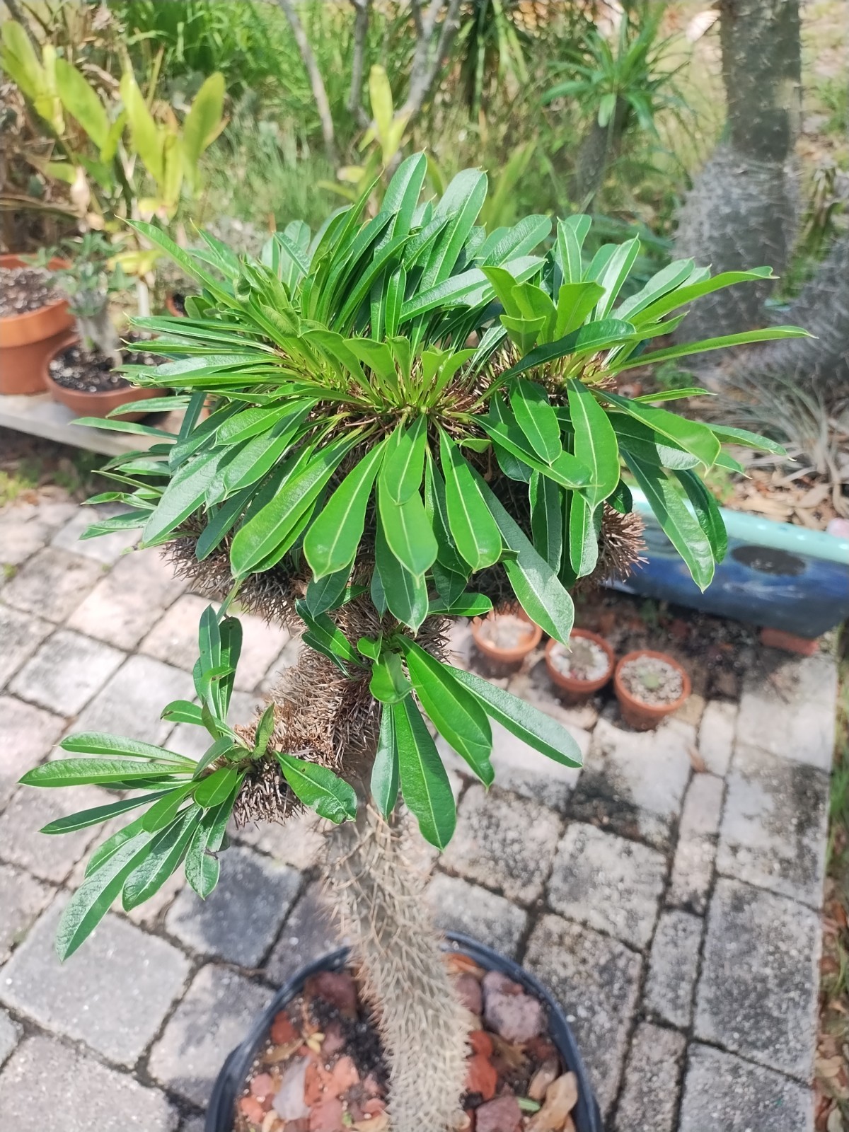 Crested Madagascar Palm, Impressive!Pachypodium lamerei 44 Inches Tall #2