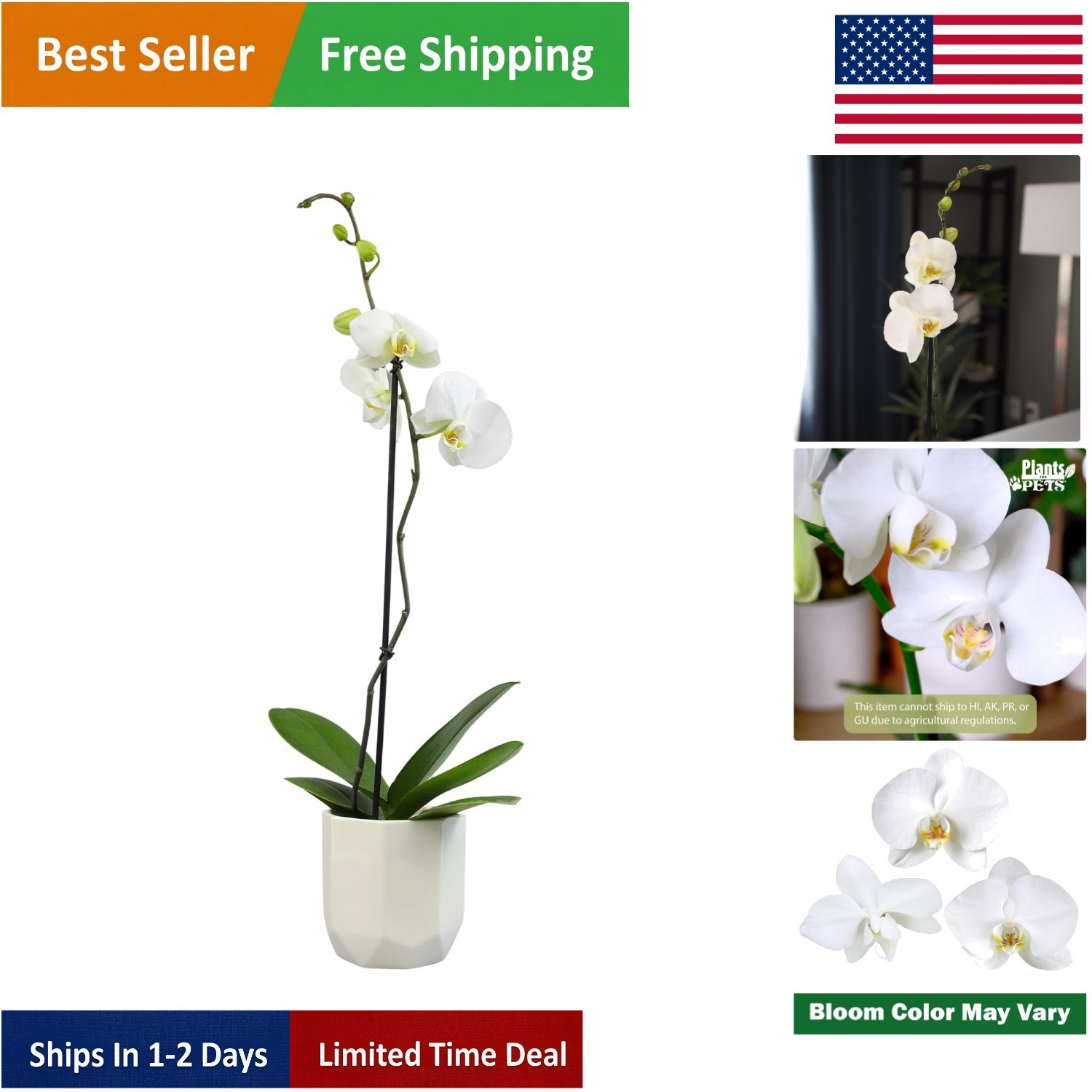 Live 20-24″ Phalaenopsis Orchid in Decorative White Pot – Perfect Gift