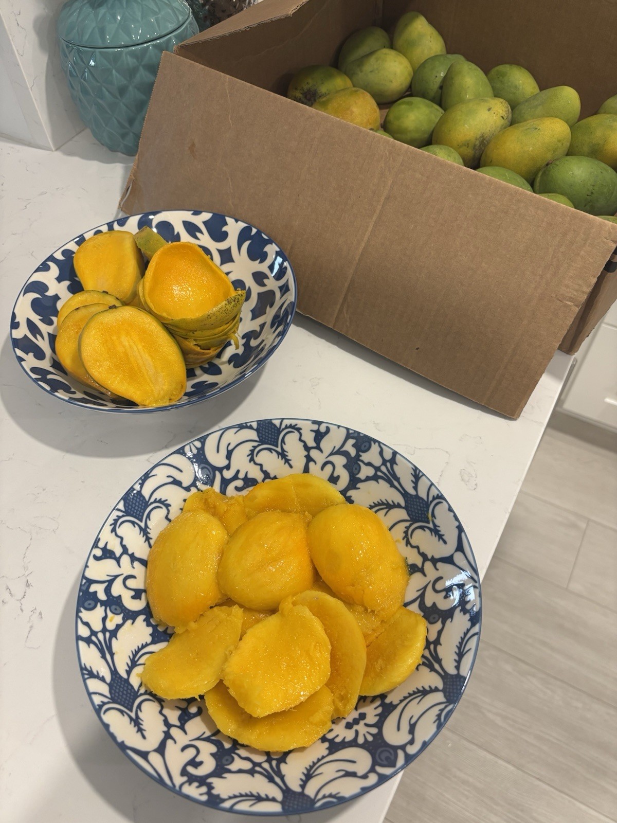 2 Yrs To Fruit Mango Tree Clone Polyembryonic 4 Seeds NO GRAFTED NEEDED
