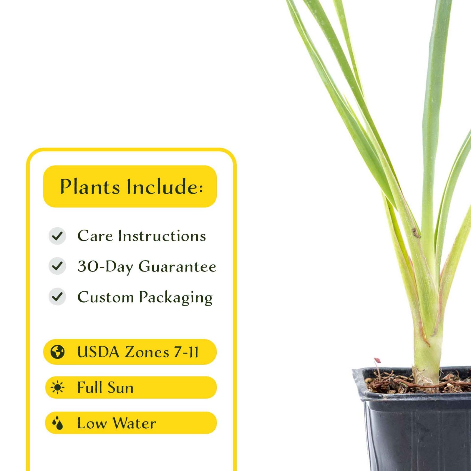 2 Blue Yucca Succulents in 3.5″ Cubes with Striking Blue-Gray Foliage (Yucca)